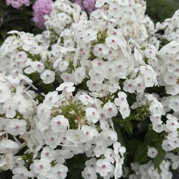 Phlox paniculata