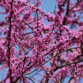 Cercis canadensis 'Minnesota Strain' 