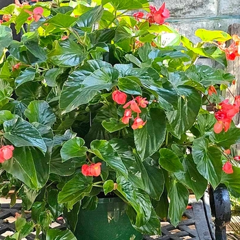Begonia coccinea