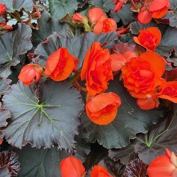 Begonia x hiemalis