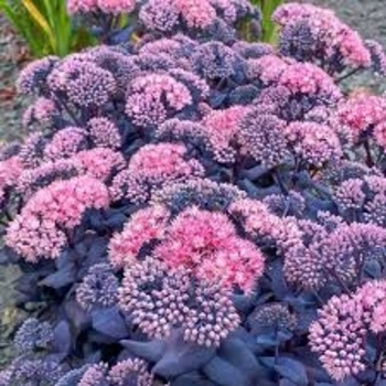 Sedum