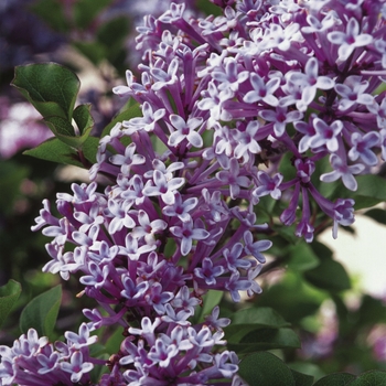 Syringa vulgaris