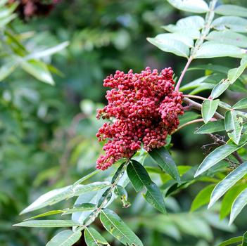 Rhus copallina