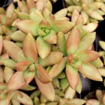 Sedum rubrotinctum 'Pork and Beans' 