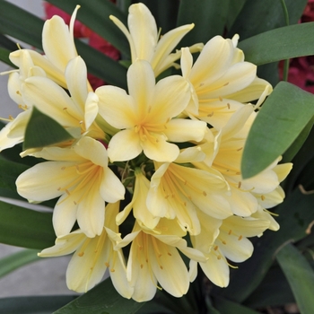 Clivia miniata 'Belgian Hybrid Yellow' 