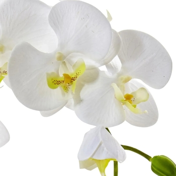 Phalaenopsis violacea