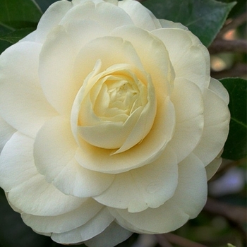 Camellia japonica 'Grape Soda' 