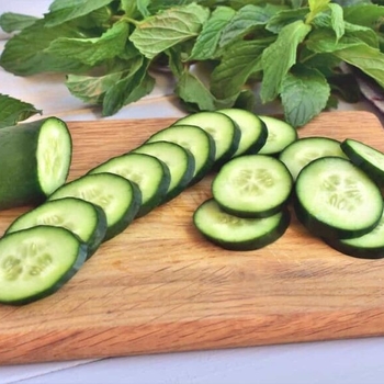 Cucumis sativus 'Sweet Success'