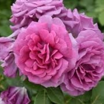 Rosa 'Sweet Madame Blue&trade;' PP12,376
