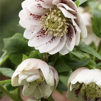 Helleborus orientalis 'Pink Spotted' USPP30657P3