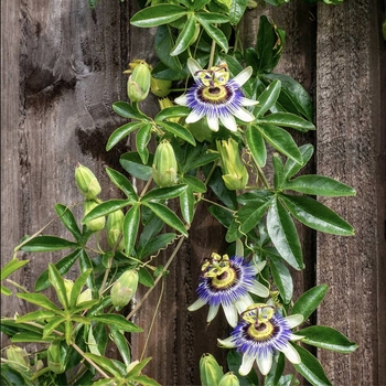 Passiflora edulis 'Frederick' 