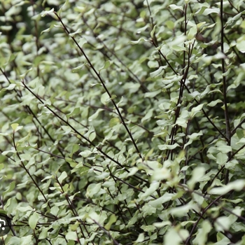Pittosporum tenuifolium 'Silver Sheen' 