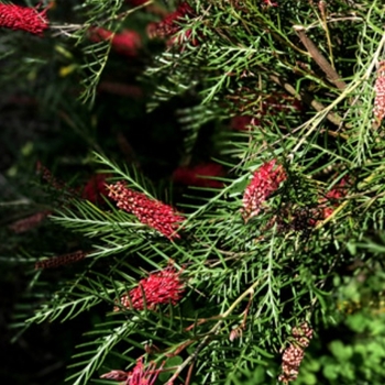 Grevillea 'Red Hooks' 