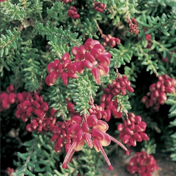 Grevillea lanigera 'Mount Tamboritha' 