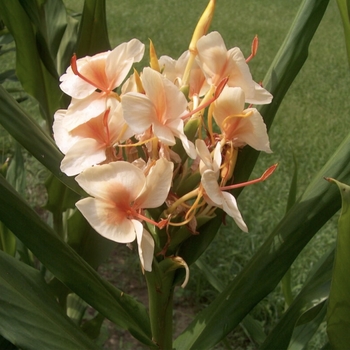 Hedychium 'Multiple Varieties'
