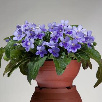 Streptocarpus 'Blue Ice'