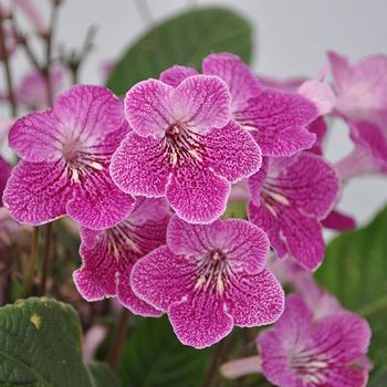 Streptocarpus 'Strawberry Ice'