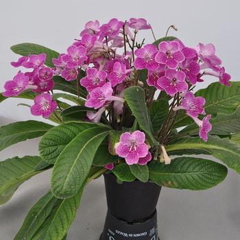 Streptocarpus Ladyslippers&trade; 'Strawberry Ice' (314490)