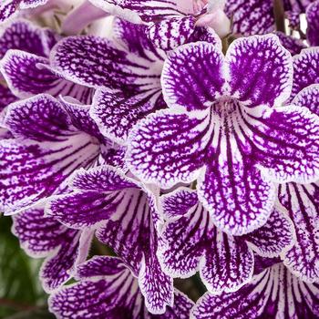 Streptocarpus 'Grape Ice' 