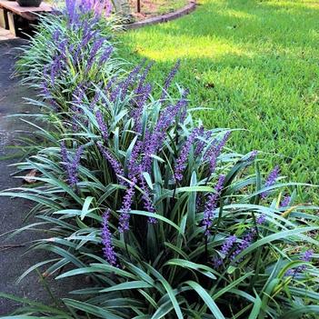 Liriope muscari 'Super Blue' 