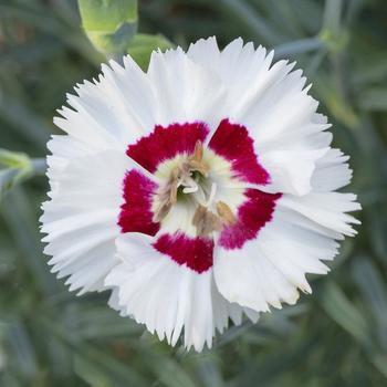 Dianthus allwoodii American Pie&reg; 'Berry a la Mode Improved' (314493)