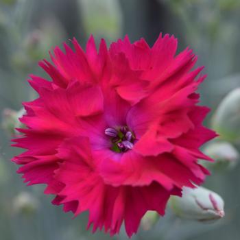 Dianthus allwoodii 'WP22 PIE68' PP35237