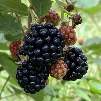 Rubus 'Sweetie Pie'