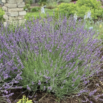 Lavandula x heterophylla