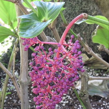 Medinilla myriantha