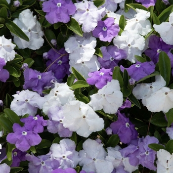 Brunfelsia pauciflora 'Floribunda' 