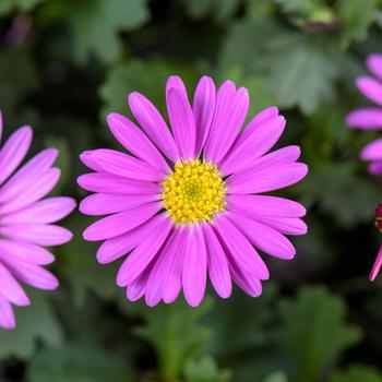 Brachyscome angustifolia 'Fresco Candy'