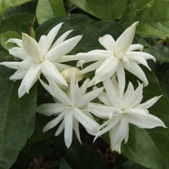 Jasminum sambac 'Belle of India'