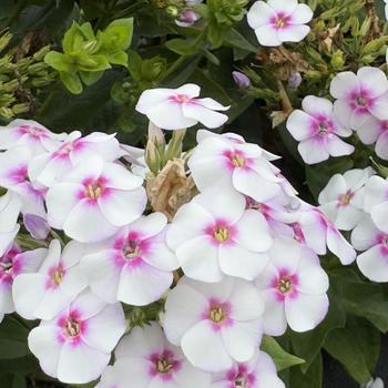 Phlox paniculata 'White Bicolor' No. PP28,896