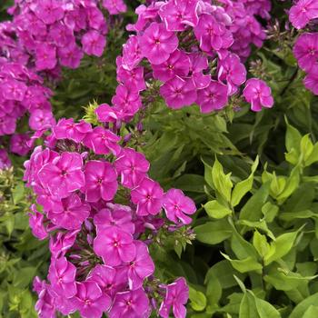 Phlox paniculata Super Ka-Pow&trade; '' (314563)