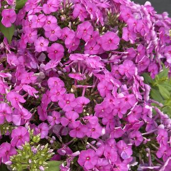 Phlox paniculata Super Ka-Pow&trade; 'Pink' (314564)