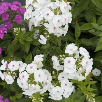 Phlox paniculata Super Ka-Pow™ 'White' (314565)