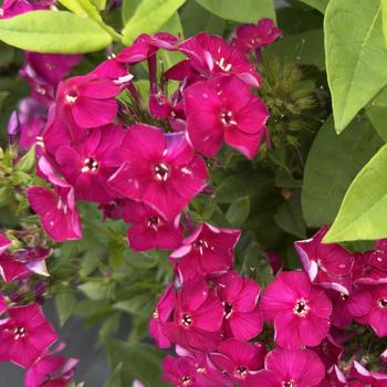 Phlox paniculata Bambini&reg; 'Cherry Crush'