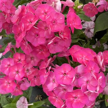 Phlox paniculata Bambini&reg; 'Sweet Tart'