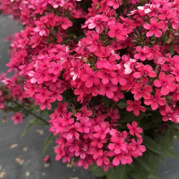 Phlox paniculata 'Early&reg; Red' 