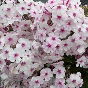 Phlox paniculata 'Early® Pink' (314573)