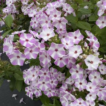 Phlox paniculata 'Barten' PP22,181