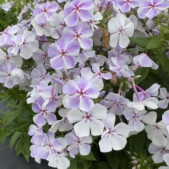 Phlox paniculata