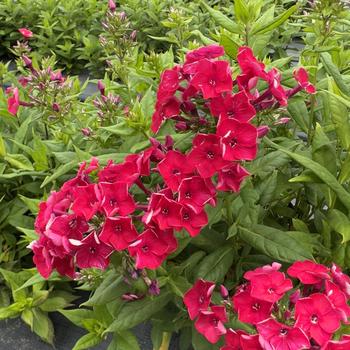 Phlox paniculata Flame™ '' (314579)
