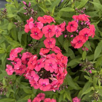 Phlox paniculata 'Watermelon' PPAF