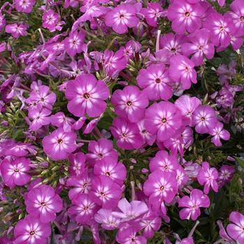 Phlox paniculata 'Violet Charme' USPP27966P2