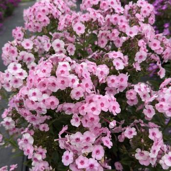 Phlox paniculata 'Pink Pop' 