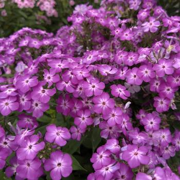Phlox paniculata
