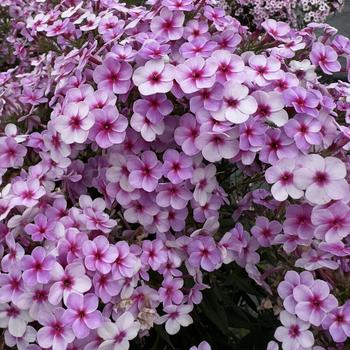 Phlox paniculata 'Early Lavender Pop'