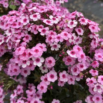 Phlox paniculata 'Early Pink Pop' 