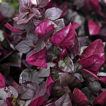Alternanthera 'Choco Chili' 